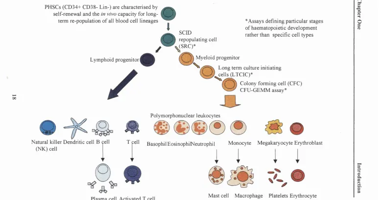 Fig 1.1: Schematic indicating the haematopoietic cells derived from the PHSC