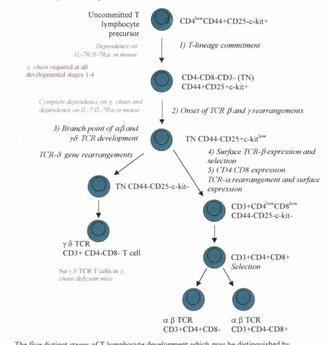 Fig 1.2: Schematic representation of murine a:p and y:0 T cell receptor (TCR) T lymphocyte development from the uncommitted T lymphocyte precursor, through the key 5 developmental stages
