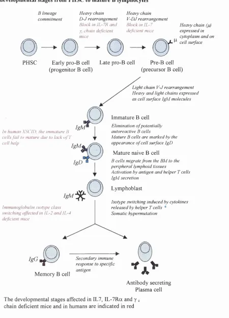 Fig 1.3: Schematic representation of B cell development indicating the various developmental stages from PHSC to mature B lymphocytes