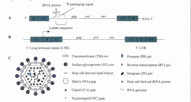Fig 1.5: Wildtype retroviruses