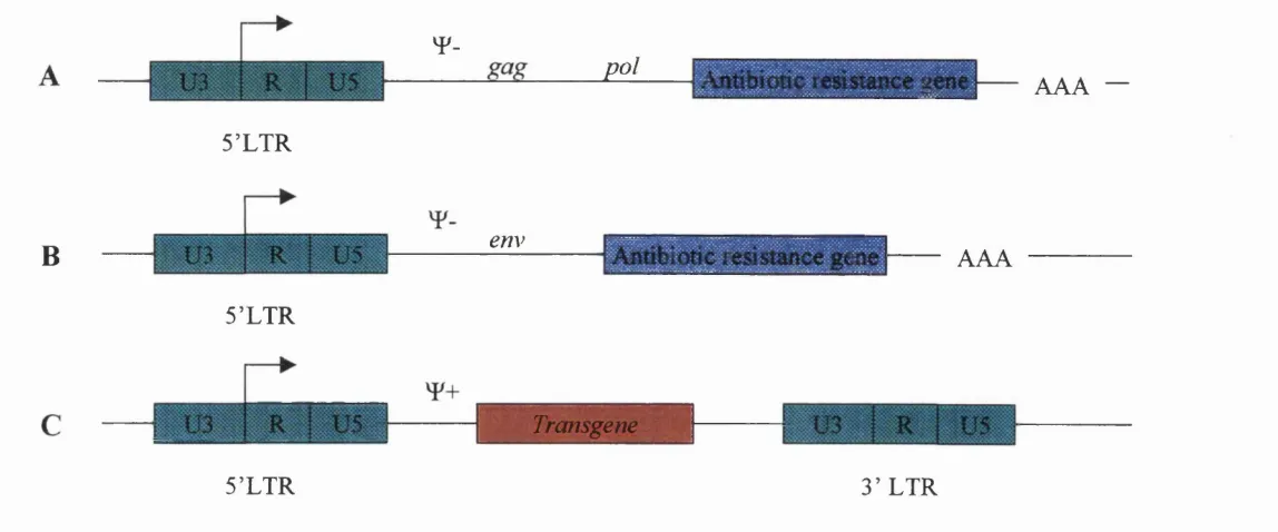 Fig 1.6: Retroviral packaging cell line