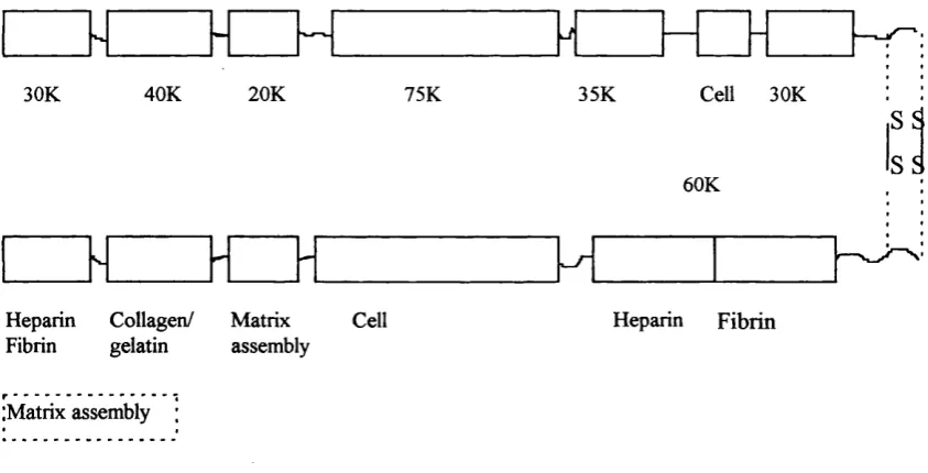 Figure 1. The modular domain structure o f fibronectin. The numbers indicate the similar but not identical subunits