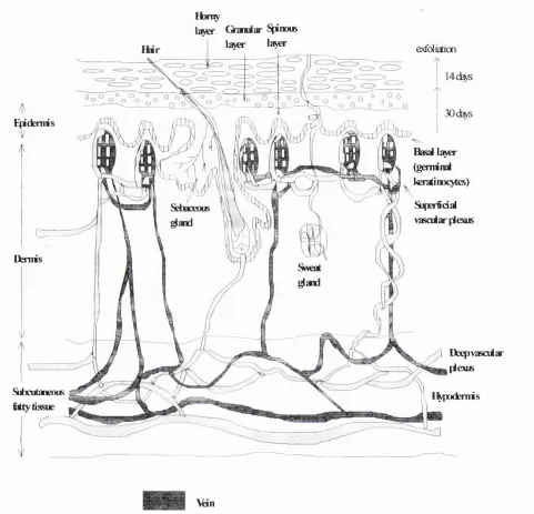 Figure 2. A full thickness, cross-section o f skin showing the structure o f the 