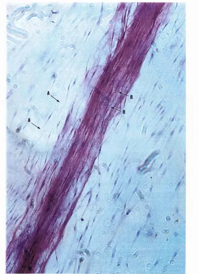 Figure 9. The alignment o f human dermal fibroblasts alongside (arrows A-A) and on the surface (arrows B-B) o f a drawn fibronectin cable o f width 220fjm, shown by hematoxylin and eosin staining