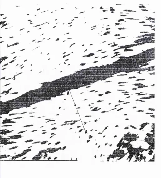 Figure 12. Fibroblasts aligned alongside Fn cables displayed as a polarised image 