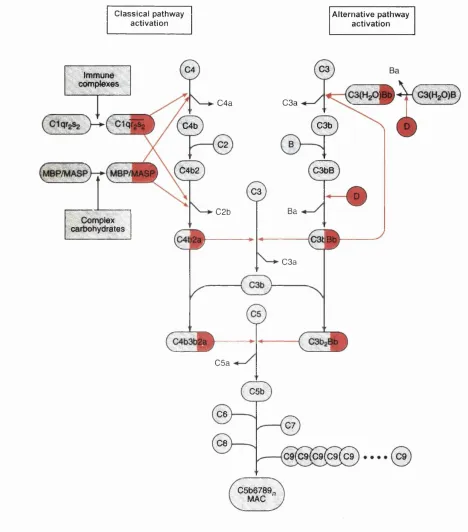 Figure 1.1 The activation steps of the complement system. The classical pathway (left) is 