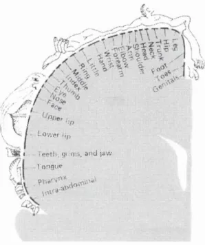 Figure 1.2: Map depicting the different body parts represented in the motor cortex, reproduced from (Penfield & Boldrey, 1937)