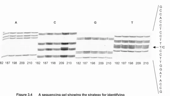 Figure 3.4 A sequencing gel showing the strategy for Identifying 
