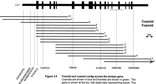 Figure 3.9Fosmid and cosmid contig across the lactase gene