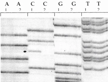 Figure 3.7 Homozygote 