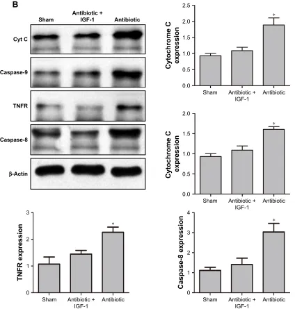 Figure 10 cytochorme c and TNFr are activated at different time points and igF-1 can inhibit their expression