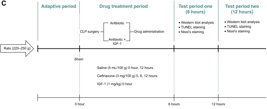 Figure S1 experimental procedures.Notes: (A) Experimental procedure for the first part