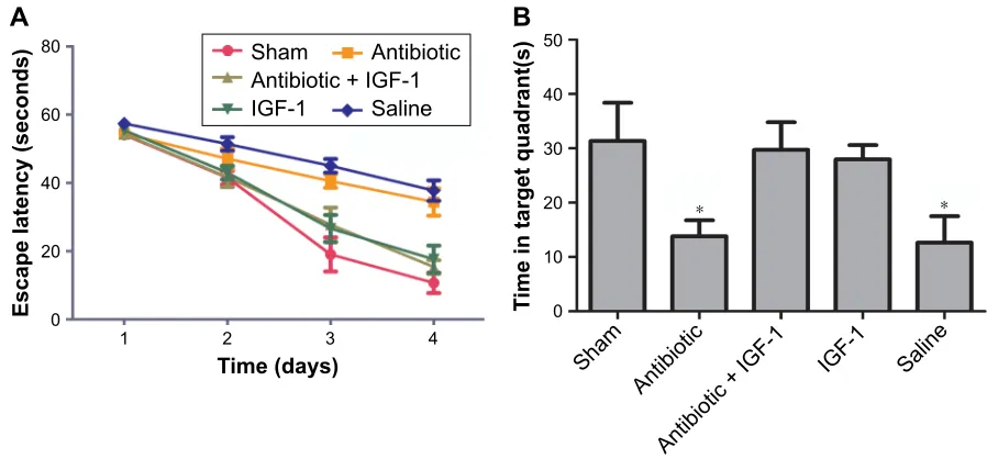 Figure 2 igF-1 can improve the memory in a new environment of septic rats. Notes: compared with training session in each group, the number of crossings and rearings in testing session is reduced in sham-operative, antibiotic + igF-1, and igF-1 groups (stud