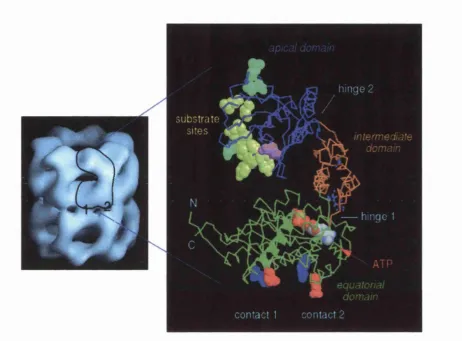 Fig 1.3 Left: EM image of the GroEL oligomer. Right: A single subunit is expanded to show the domainorganization of the GroEL monomer
