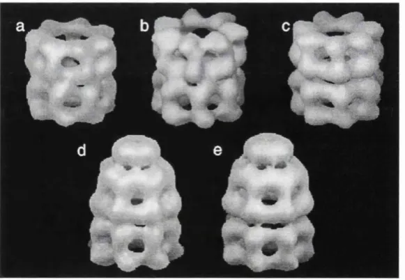 Fig 1.4 Conformational changes in GroEL on interaction with ATP and GroES. (a) GroEL, (b) GroEL-ADP, (c) GroEL-ATP, (d) GroEL-GroES-ADP, (e) GroEL-GroES-ATP
