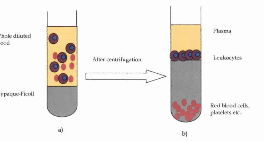 Fig 2.6 Hypaque-Ficoll density gradient separation of peripheral blood mononuclear cells