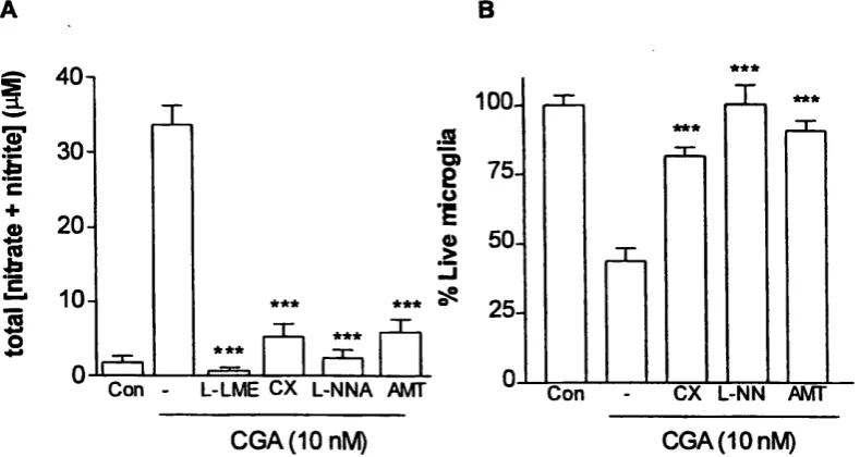 Fig. 3.3.6 CGA induced microglial cell death is prevented by NOS inhibitors. (A)Nitric oxide release over a period of 24 h was determined using Griess reagent to was counted in control cultures (Con) and those exposed to 10 nM CGA in the absence measure th