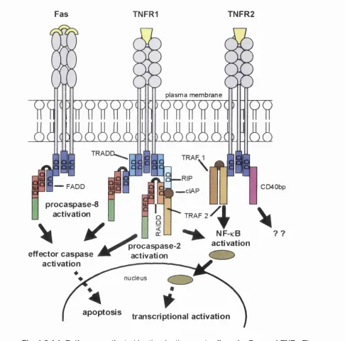 Fig. 1.2.4.1 Pathways activated by the death receptor ligands, Fas and TNF. Theprocaspases 8 and 2 can be coupled to death receptors via adapter molecules such asTNF can activate NF-function of CD40bp another TRAF family member is still uncertain