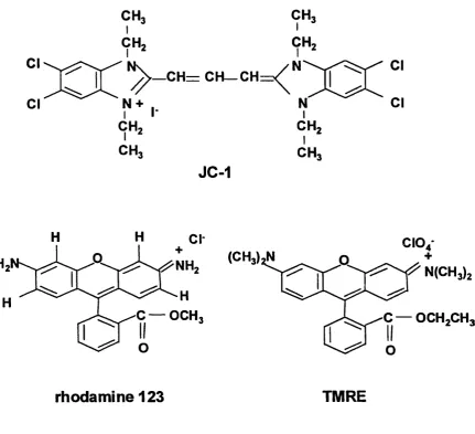 Fig. 1.2.7.1 The chemical structures of potentlometic dyes used to study mitochondria.