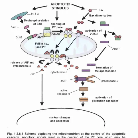 Fig. 1.2.8.1 Scheme depicting the mitochondrion at the centre of the apoptotic 