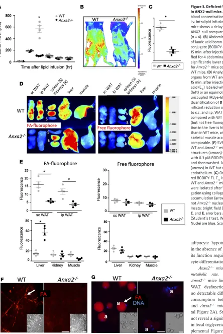 Figure 3. Deficient WAT lipid uptake in ANX2-null mice.fied for 4 abdominal locations ( (A) Triglyceride blood concentration analysis upon i.v