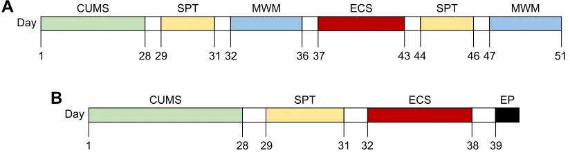 Figure 1 Time overview of the study.Notes: (A) The time schedule for behavior test. (B) The time schedule for electrophysiological experiment.Abbreviations: cUMs, chronic unpredictable mild stress; ecs, electroconvulsive shock; eP, electrophysiological experiment; MWM, Morris water maze; sPT, sucrose preference test.