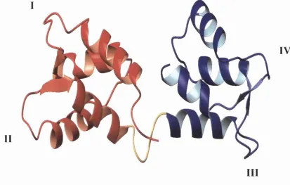 Figure 1.1 Solution structure of calcium-free calmodulin. The N-domain is shown 