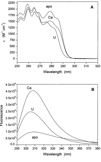 Figure 3.1 Absorption (A) and Tyr-138 fluorescence (B) spectra of CaM recorded at 