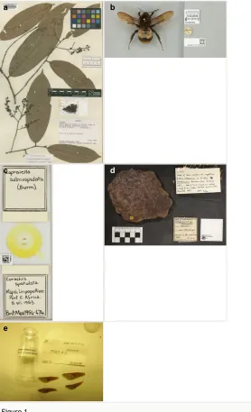 Figure 1. A range of specimens that demonstrate the wide taxonomic range of specimens encountered