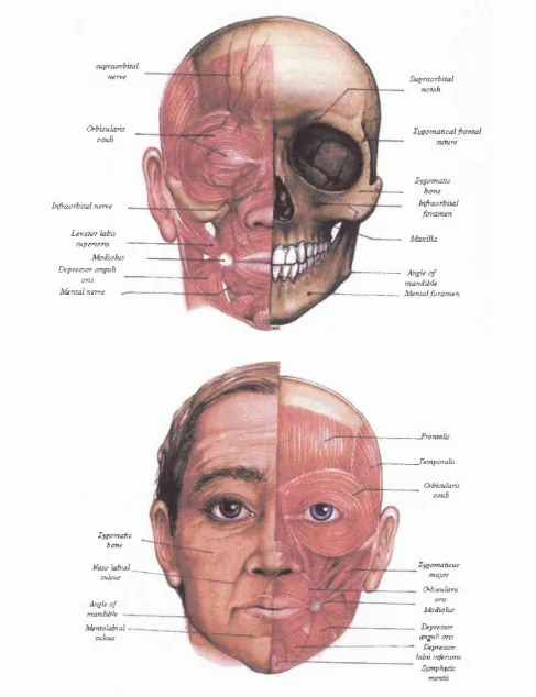 Figure 2.1 (top) Skeletal and m usculature com ponents of th e face. Figure 2.2Superficial and m usculature com ponents of th e face (reproduced from Gray sAnatom y).45