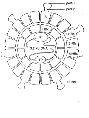 Figure 1.1. Schematic diagram of the HBV 42 nm particle. The small hepatitis B surface protein (SHBs) protein of the viral envelope is identical to the S domain of the MHBs contains the pre-S2 domain on the exterior of the particle