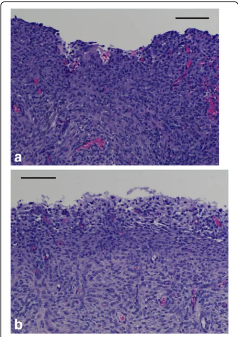 Fig. 5 Histological comparison of control and treated uteri 7 daysfollowing application