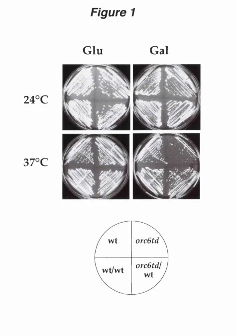 Figure 1Glu