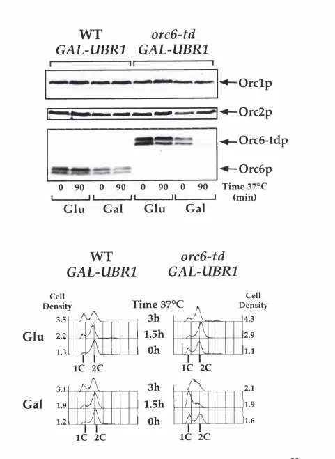 Figure 2orc6-tdGAL-UBRl GAL-UBRl