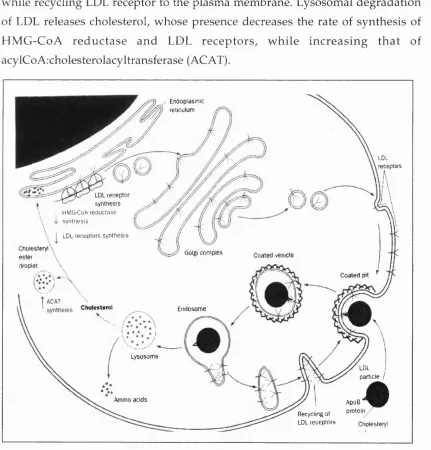 Figure 1.3. LDL receptor-mediated endocytosis and cholesterol homeostasis