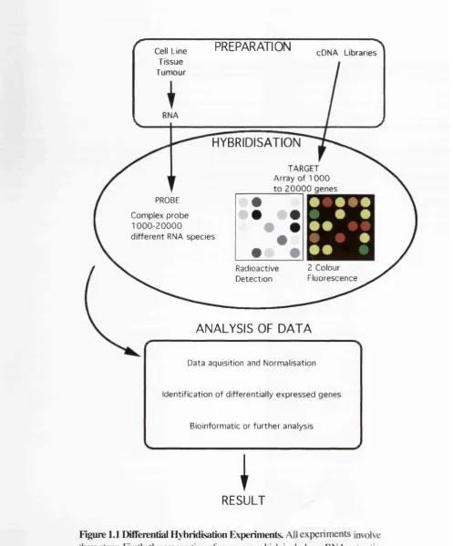 Figure 1.1 Differential Hybridisation Experiments. All experiments involve 