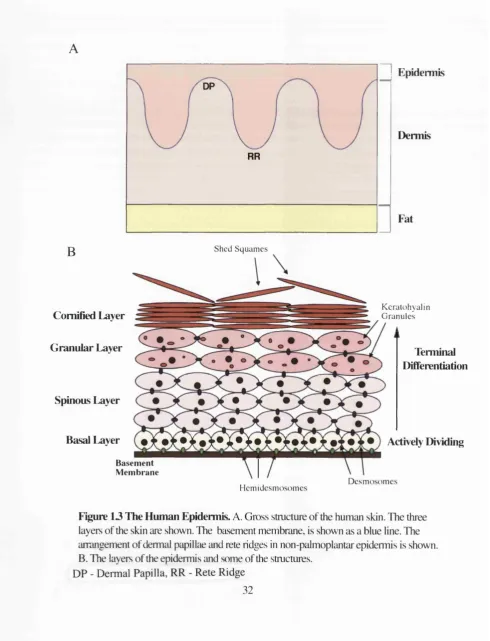 Figure 13 The Human Epidermis. A. Gross structure of the human skin. The three 