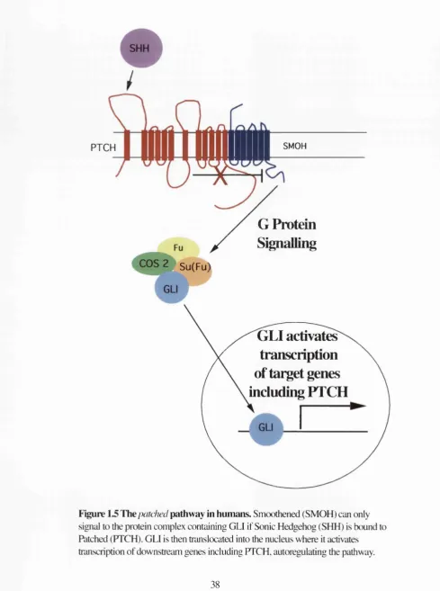 Figure The patched pathway in humans. Smoothened (SMOH) can only