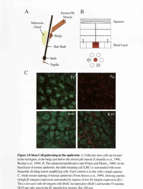 Figure 1.8 Stem Ceil patterning in the epidermis, A. Follicular stem cells are located 