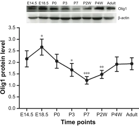 Figure 1 Olig1 expression pattern in rat spinal cord development.Notes: Olig1 expression was detected by using Western blot