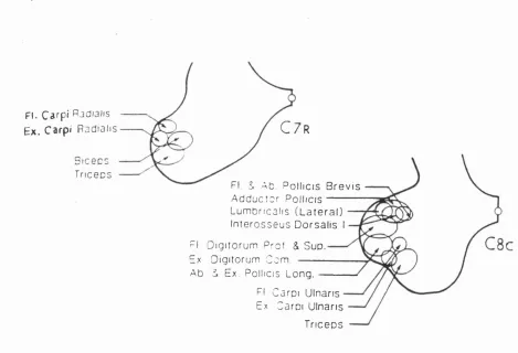 Fig. 1.7.1 Topographical distribution of motor columns at rostral C7 and caudal CS 