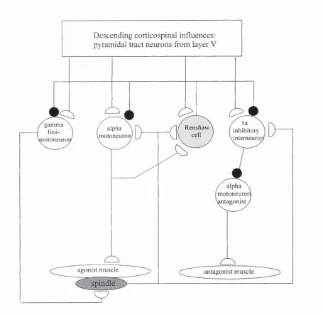 Fig 1.7.2. A simplified diagram of the basic segmental organisation influencing motoneuron function