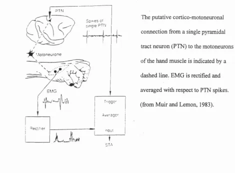 Fig. 1.7.3 The use of spike-triggered averaging (STA) to detect post-spike facilitation 