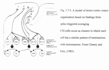 Fig. 1.7.4. A model of motor cortex output 