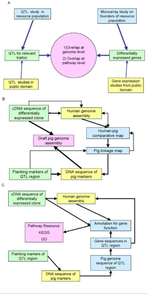 Figure 1The process of combining QTL and gene expression resultsThe process of combining QTL and gene expression results