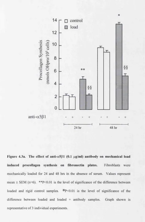 Figure 4.3a. The effect of anti-aSpi (0.1 pg/ml) antibody on mechanical load 