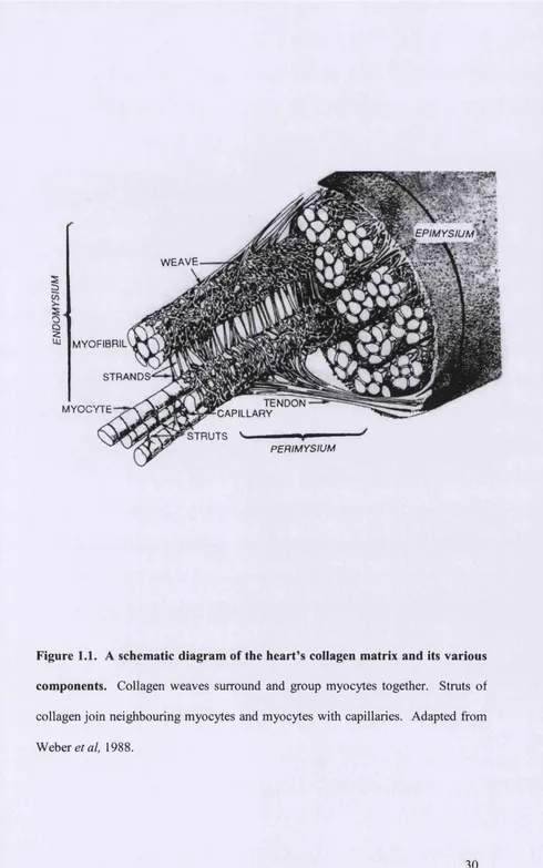Figure 1.1. A schematic diagram of the heart’s collagen matrix and its various 