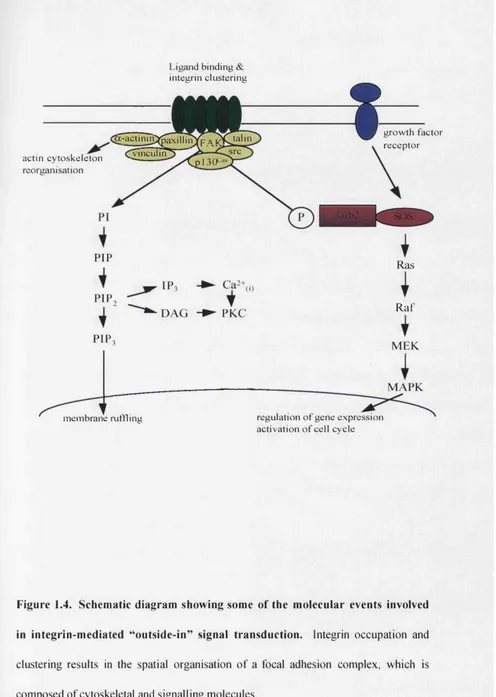 Figure 1.4. Schematic diagram showing some of the molecular events involved 