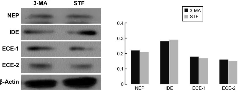 Figure 3 Influence of autophagy on the Aβ clearance markers.Notes: columns depict relative densitometric values that were obtained by comparing with β-actin