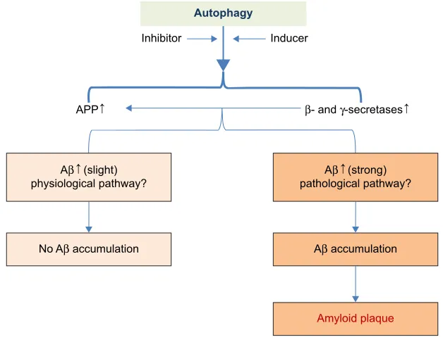 Figure 4 The hypothesis of the role of autophagy in the aβ pathophysiology process.Notes: aβ may play a dual role as both physical and pathological substance